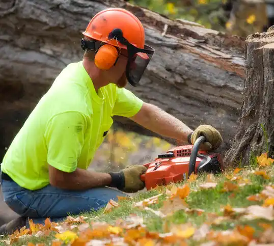 tree services Baltic